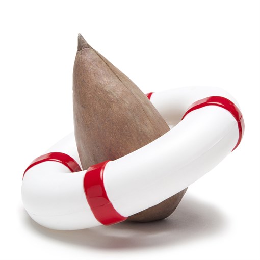 Проращиватель для авокадо seed guard - фото 310470