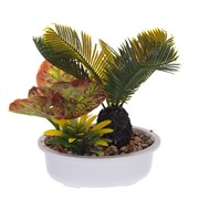 Цветочная композиция "Цикас", L30 W20 H23 см