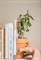Держатель для книг plant pot - фото 232123