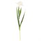 Цветок искусственный "Ирис" H=51 см , белый - фото 292737