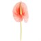 Цветок искусственный "Антуриум" H=51 см , розовый - фото 292744